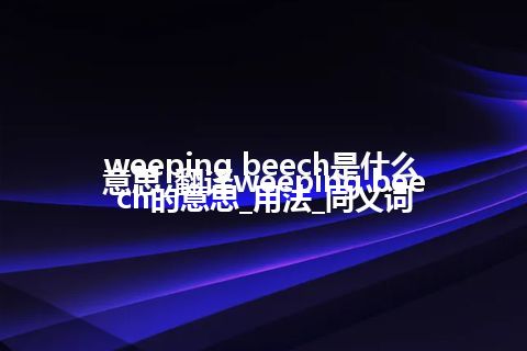 weeping beech是什么意思_翻译weeping beech的意思_用法_同义词