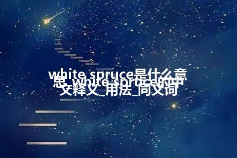 white spruce是什么意思_white spruce的中文释义_用法_同义词