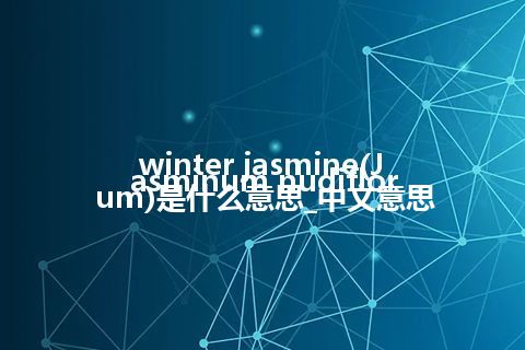 winter jasmine(Jasminum nudiflorum)是什么意思_中文意思