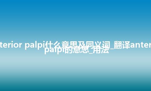 anterior palpi什么意思及同义词_翻译anterior palpi的意思_用法