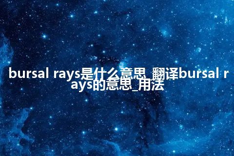 bursal rays是什么意思_翻译bursal rays的意思_用法
