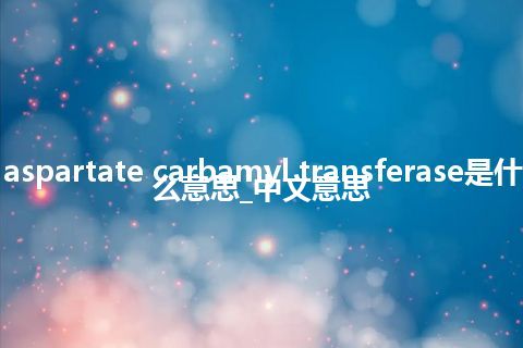 aspartate carbamyl transferase是什么意思_中文意思