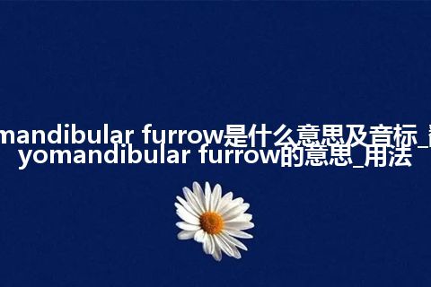 hyomandibular furrow是什么意思及音标_翻译hyomandibular furrow的意思_用法